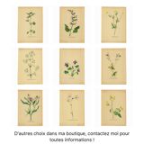 Illustration ancienne de 1948 de fleurs des prés par H.Strache - Esparcette