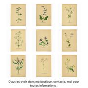 Illustration ancienne de 1948 de fleurs des prés par H.Strache - Esparcette