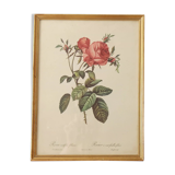 Pink lithograph Redouté