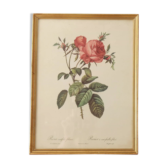 Pink lithograph Redouté