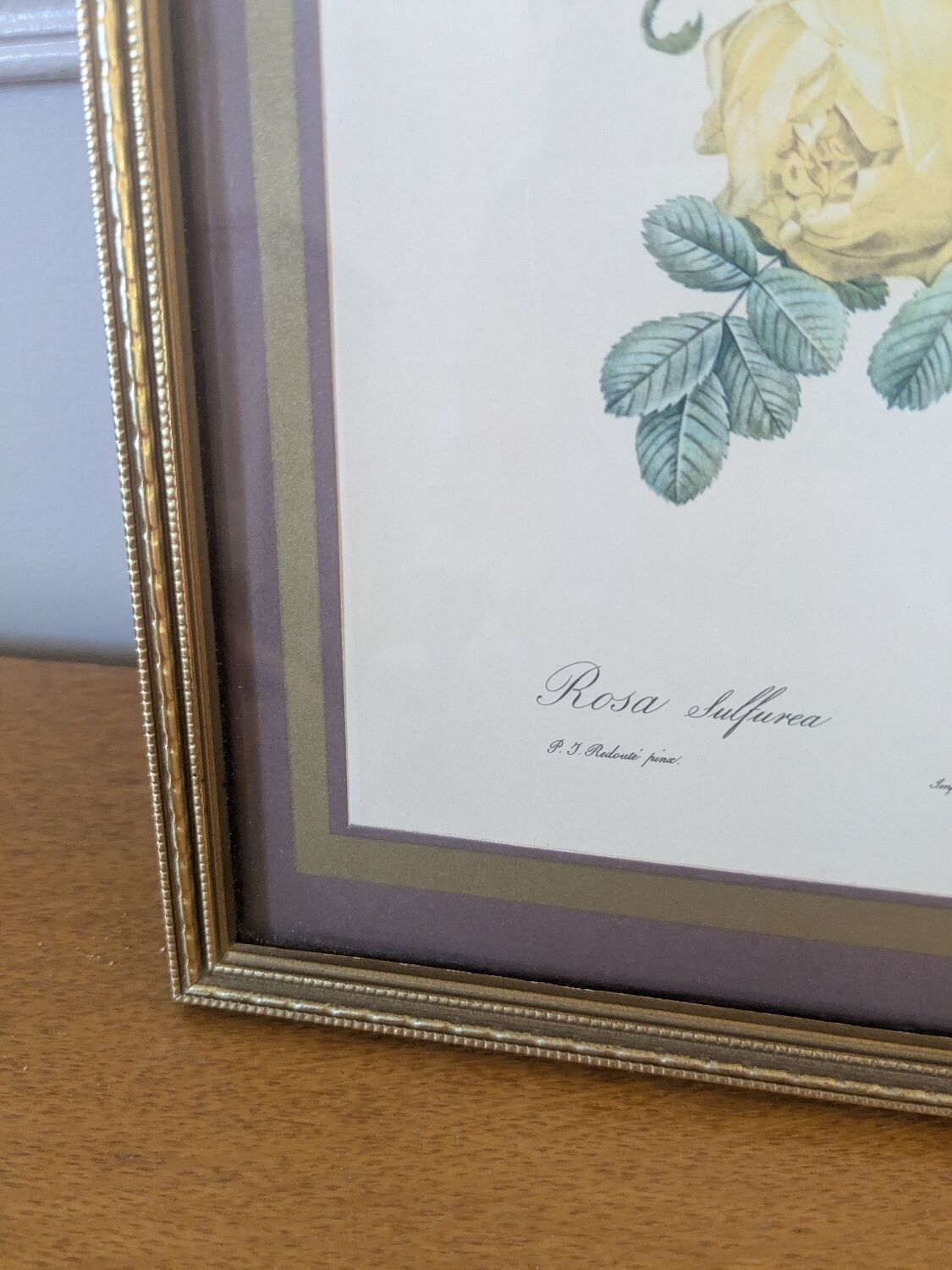 Lithograph of yellow sulphur rose by P.J. Redouté