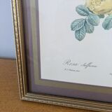 Lithograph of yellow sulphur rose by P.J. Redouté