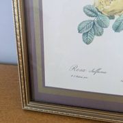 Lithographie rosier jaune de soufre P.J-Redouté
