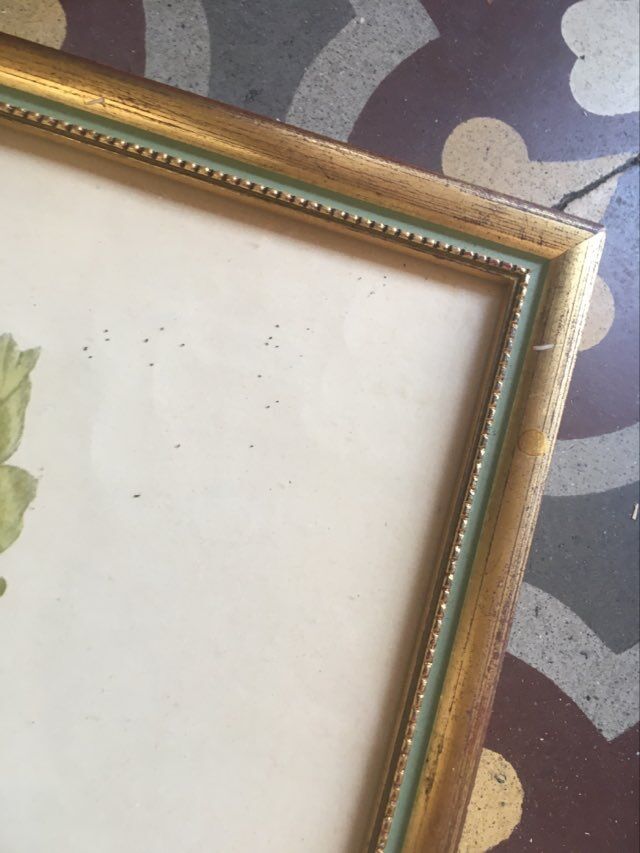 Botanical setting Rhododendron Wardii by Riefel