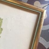 Botanical setting Rhododendron Wardii by Riefel