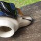 Dog pitcher zoomorphic teapot Cortendorf