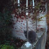 Candélabre , chandelier .