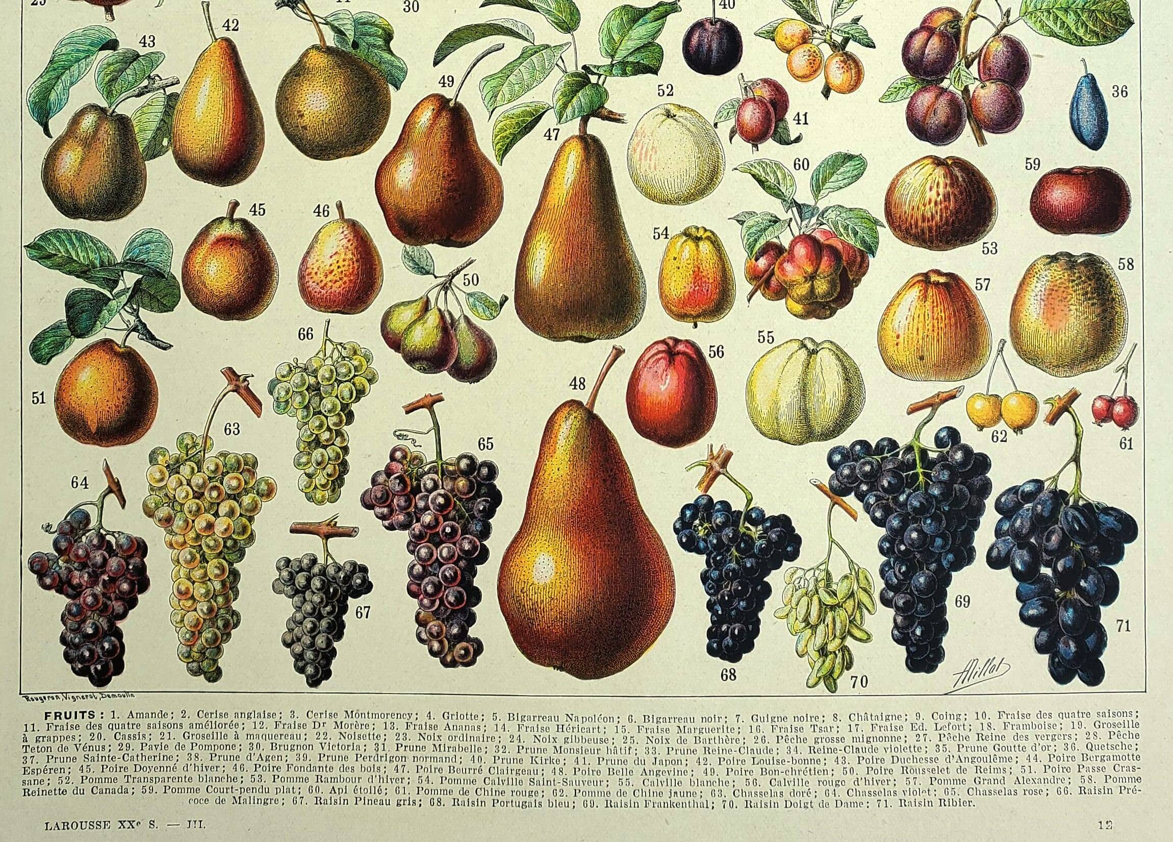 Botanical engraving 1928 A. Millot - Fruit of our regions, fruit harvest