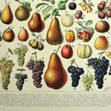 Botanical engraving 1928 A. Millot - Fruit of our regions, fruit harvest
