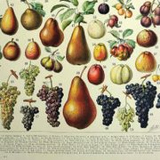 Botanical engraving 1928 A. Millot - Fruit of our regions, fruit harvest