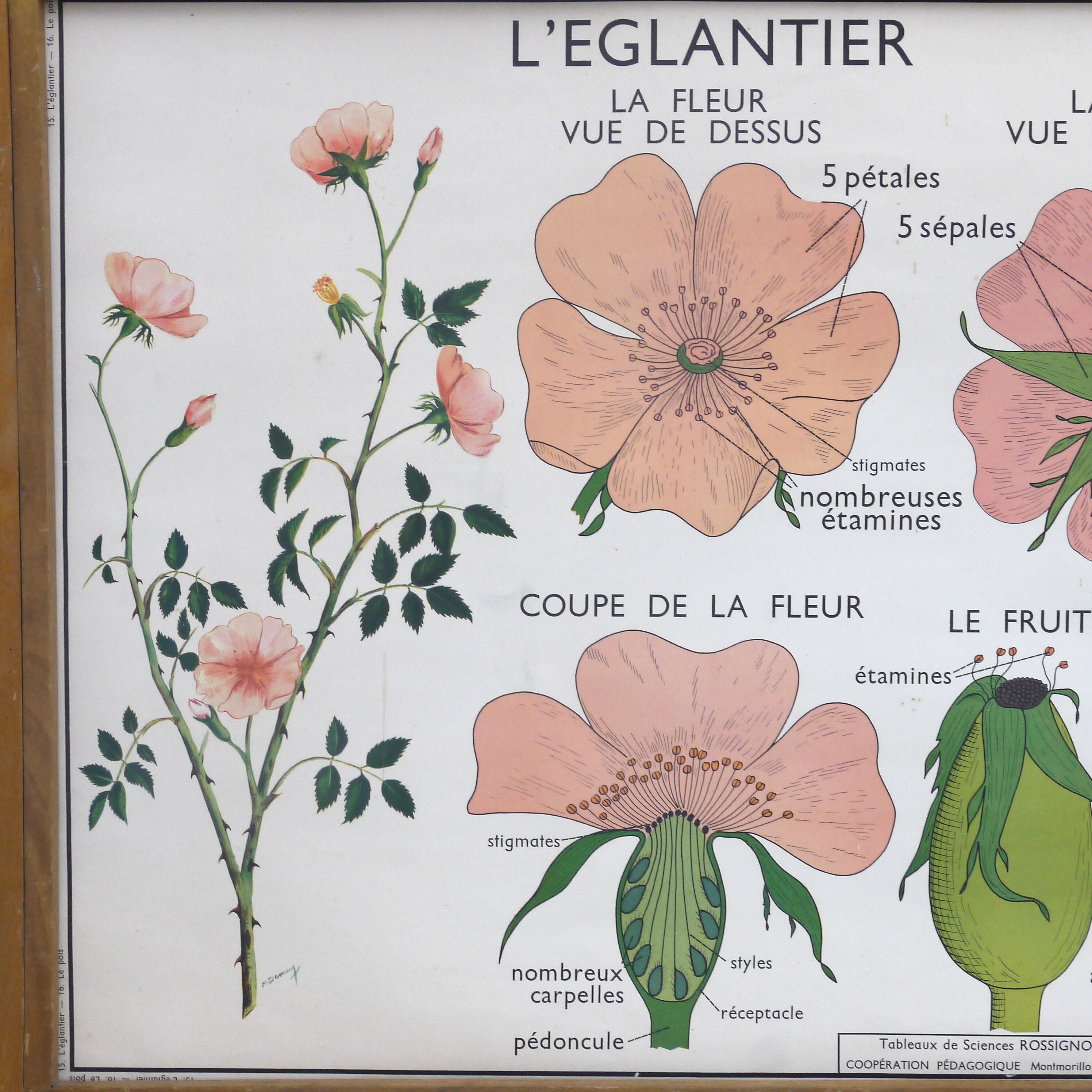 Displays educational Nightingale  l'eglantier and peas