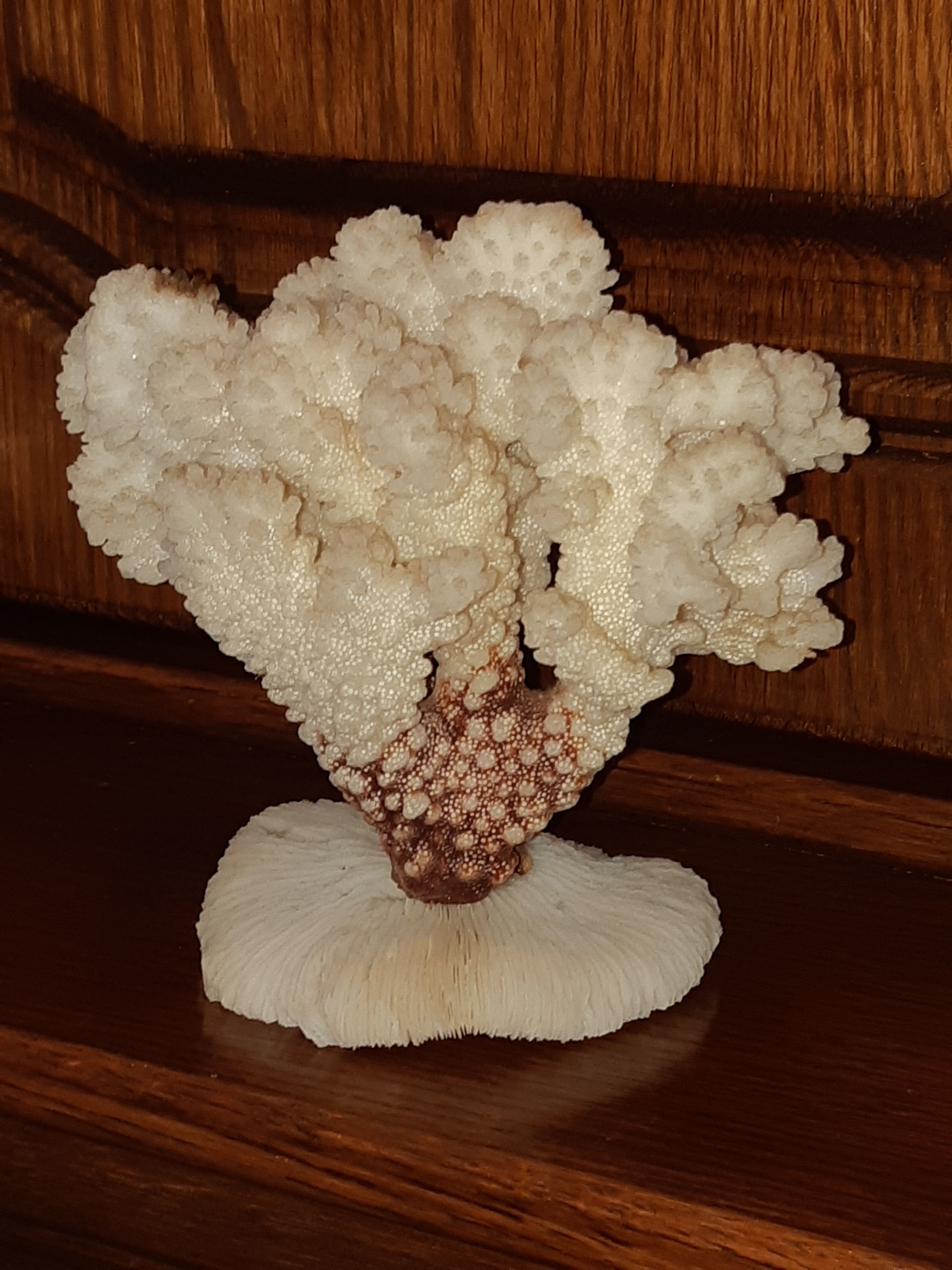 Bouquet of natural white coral bush