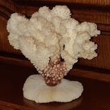Bouquet of natural white coral bush