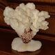 Bouquet buisson de corail blanc naturel