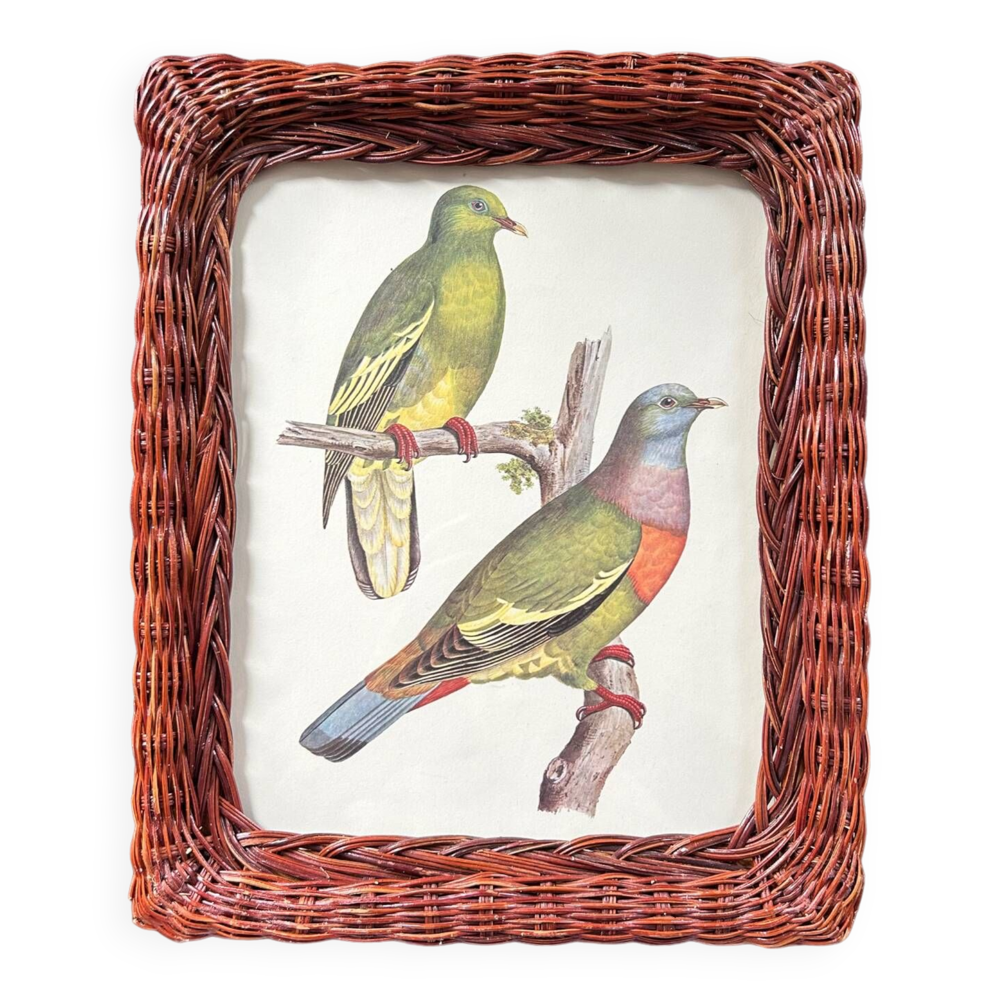 Cadre en rotin et planche ornithologique