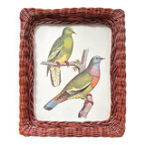 Rattan frame and ornithological board