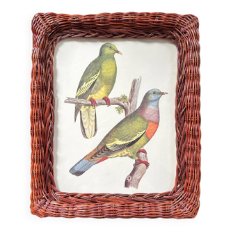 Rattan frame and ornithological board