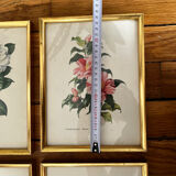 Lot de 4 lithographies par Paul Jones