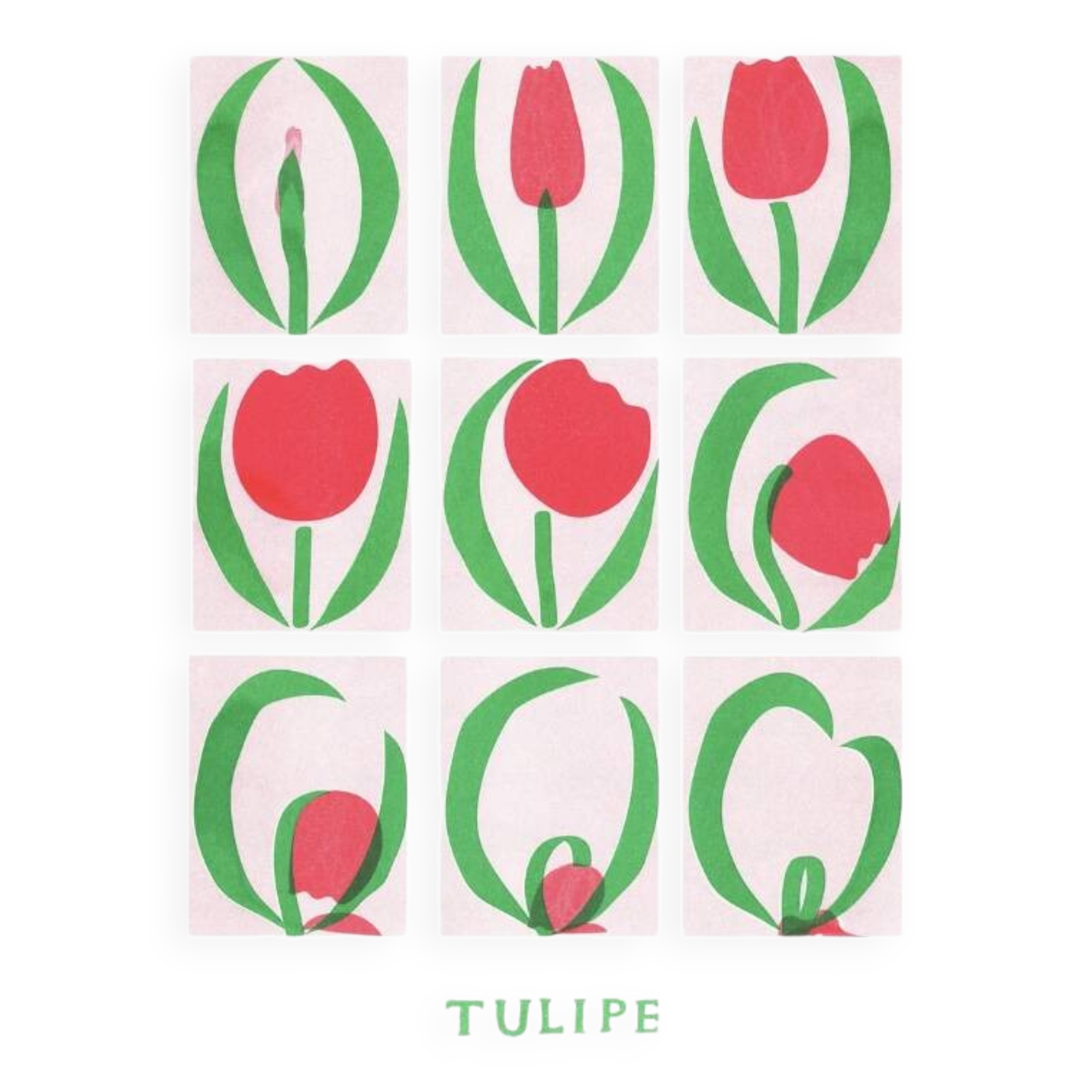 Poster, Tulip