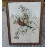 Tableau  J Gould et HC Richter