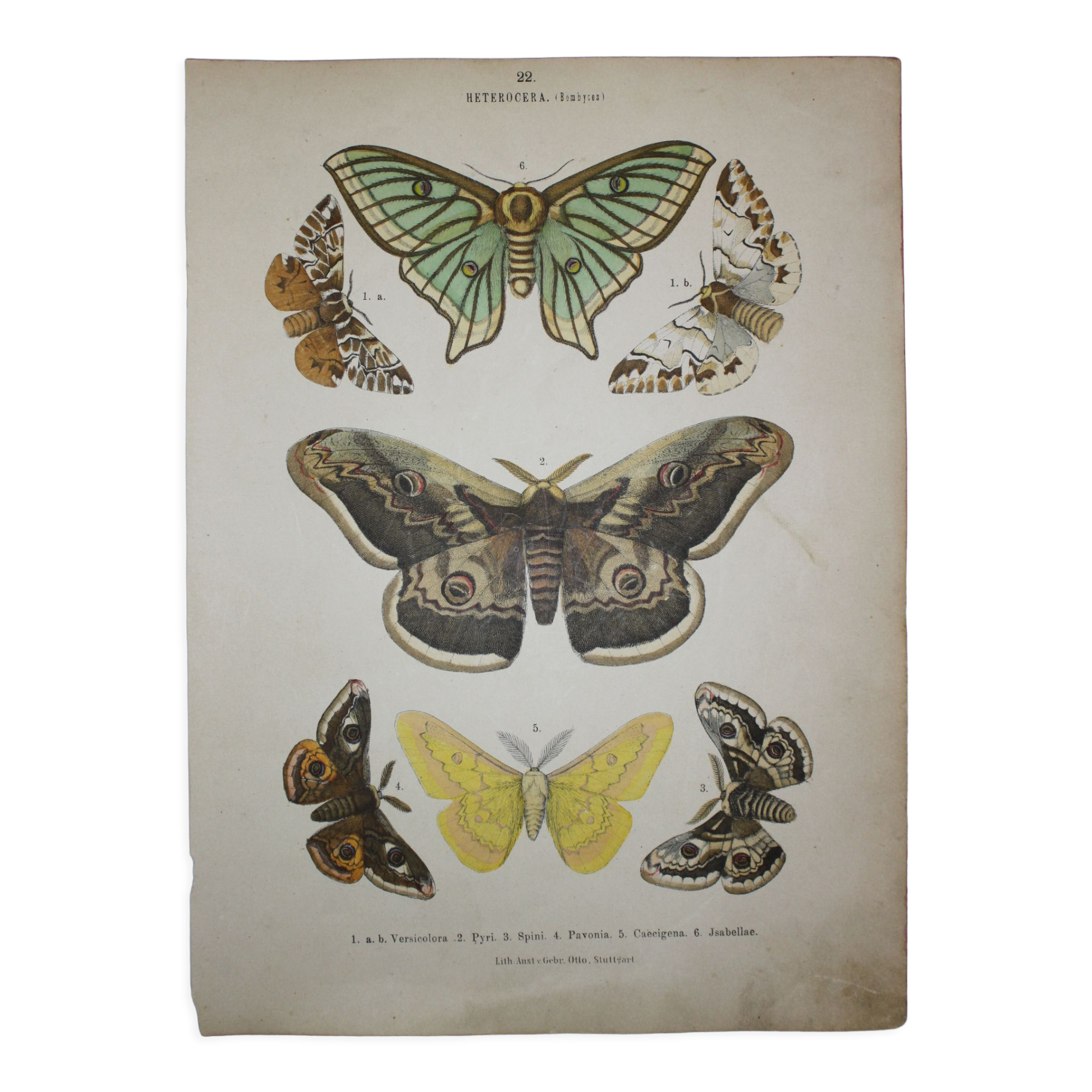 Lithographie papillons versicolora gravure de 1887 ancienne, lépidoptere planche original
