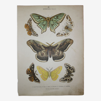Lithographie papillons versicolora gravure de 1887 ancienne, lépidoptere planche original