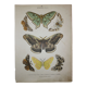 Lithographie papillons versicolora gravure de 1887 ancienne, lépidoptere planche original