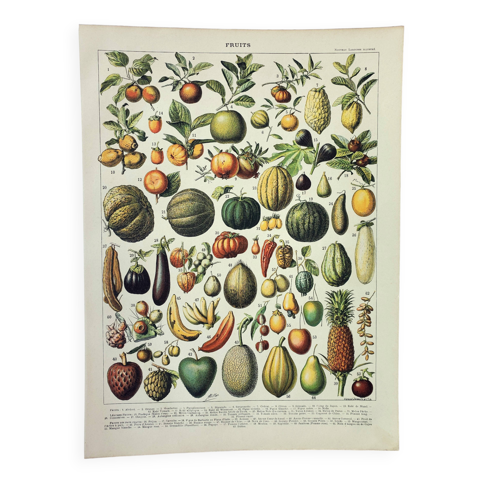 Gravure ancienne 1898, Fruits (exotiques), variétés • Lithographie, illustration originale