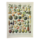 Gravure ancienne 1898, Fruits (exotiques), variétés • Lithographie, illustration originale