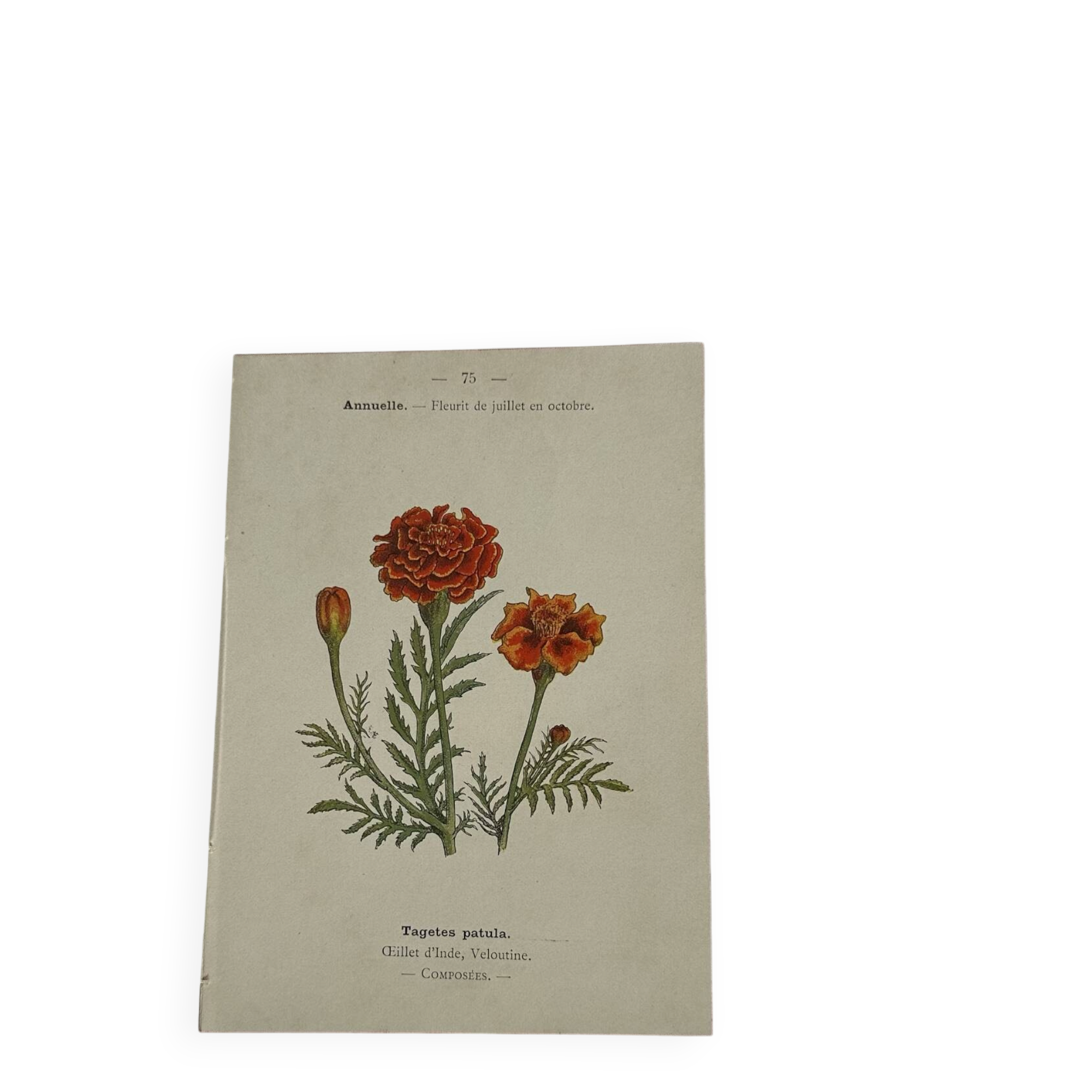 Planche Botanique Gravure naturaliste ancienne 19eme recto verso