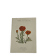 Planche Botanique Gravure naturaliste ancienne 19eme recto verso
