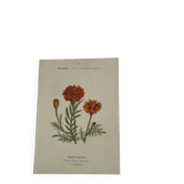 🌿 Botanical Plate Old Naturalist Engraving 19th Century Double-Sided