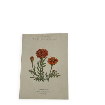 Planche Botanique Gravure naturaliste ancienne 19eme recto verso