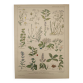 Gravure botanique de 1922 - Plantes médicinales (2) - Planche ancienne de Fleurs et plantes