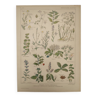 Gravure botanique de 1922 - Plantes médicinales (2) - Planche ancienne de Fleurs et plantes
