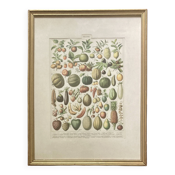 Golden frame - the Fruits - kitchen decor