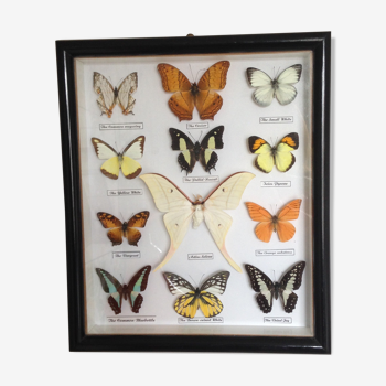 12 butterflies frame