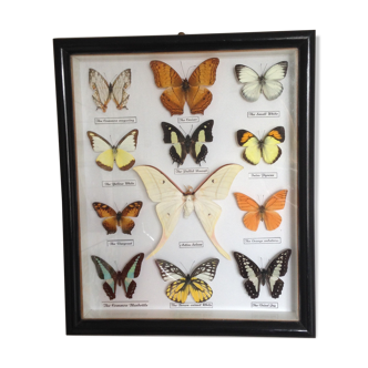 12 butterflies frame