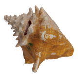 Shellfish