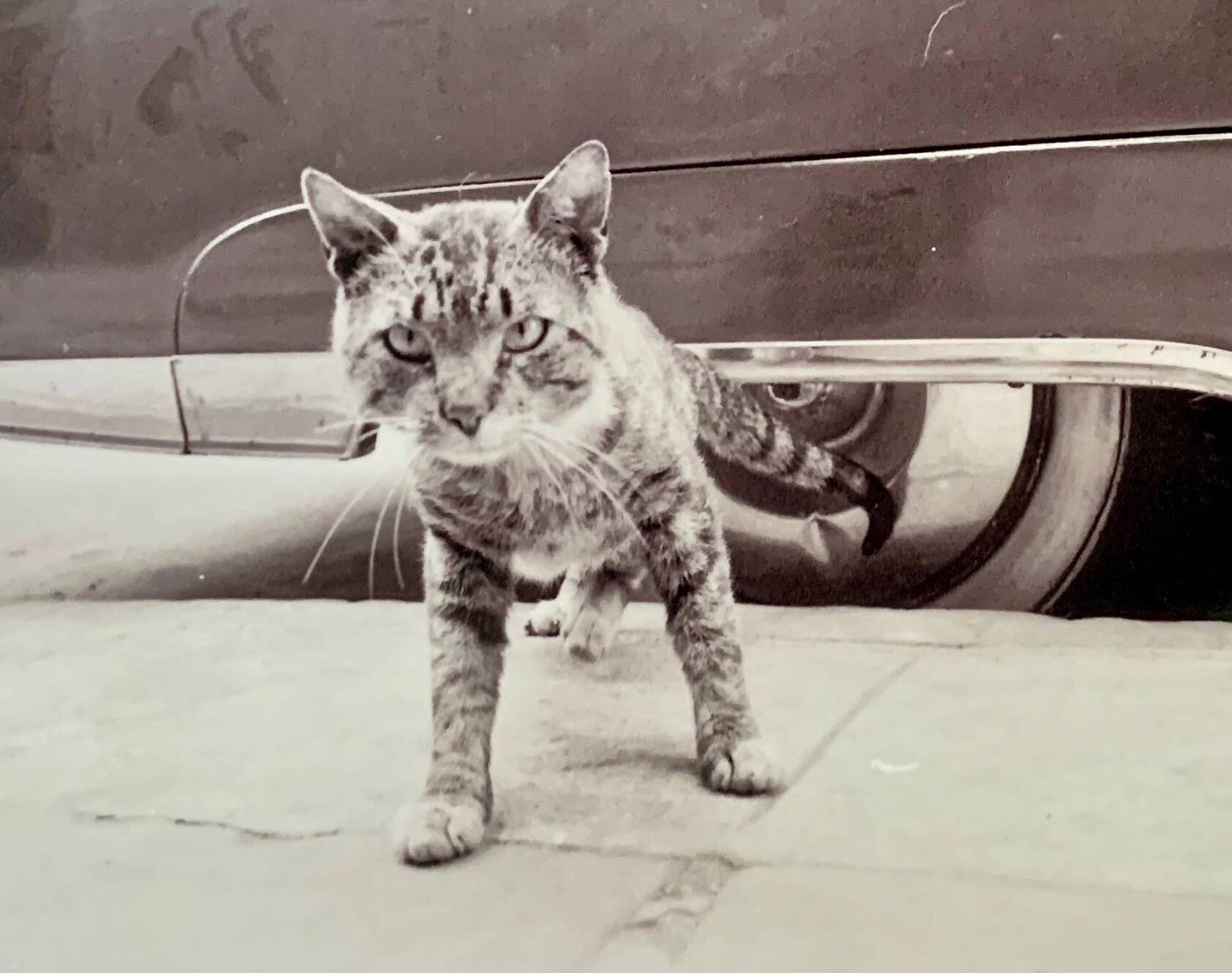 “Cat on Sidewalk” – New York City, 1958 fine art photo by Angelo Rizzuto
