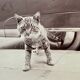 “Cat on Sidewalk” – New York City, 1958 fine art photo by Angelo Rizzuto