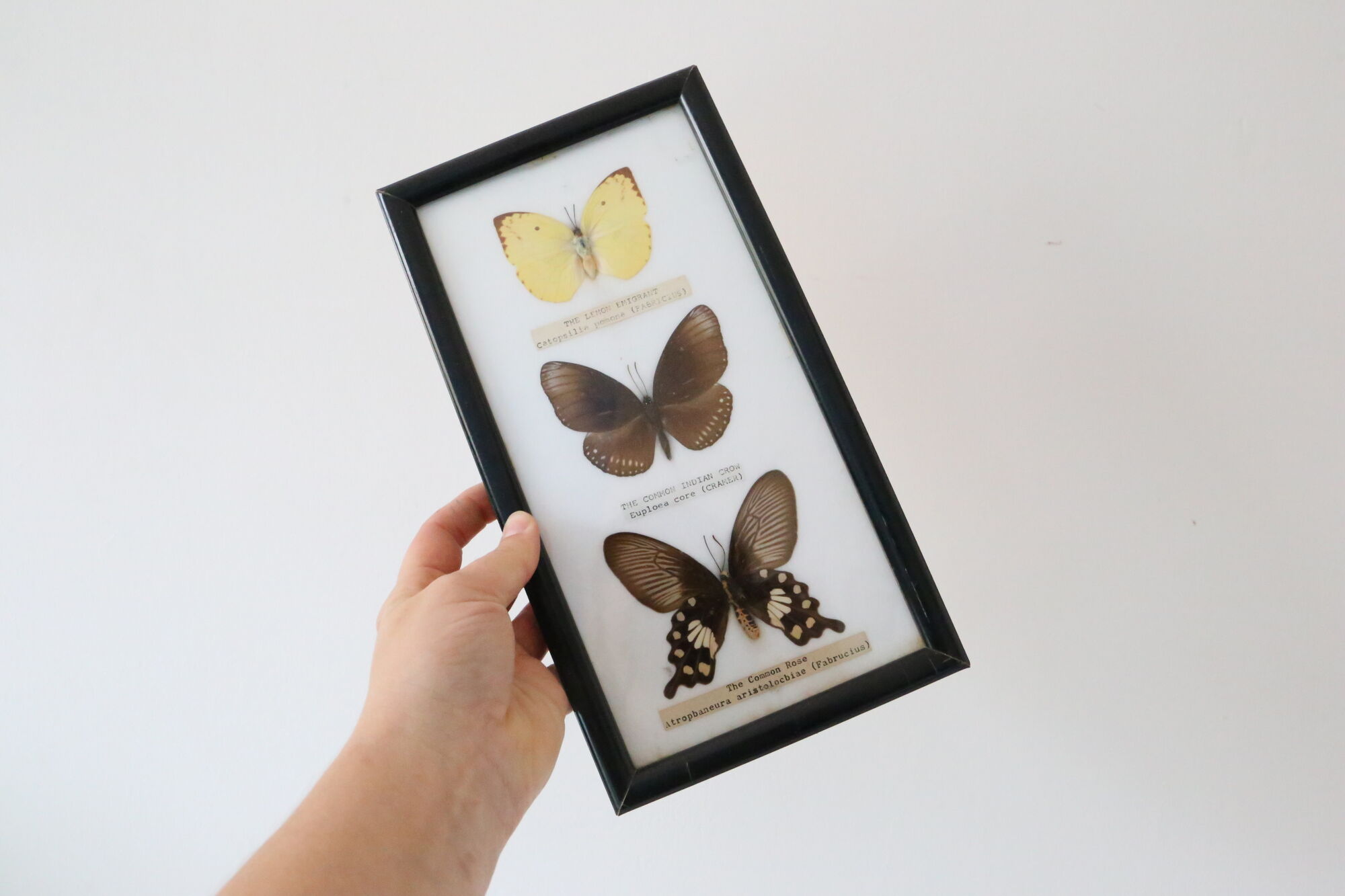 Naturalized butterfly frame