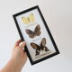 Naturalized butterfly frame