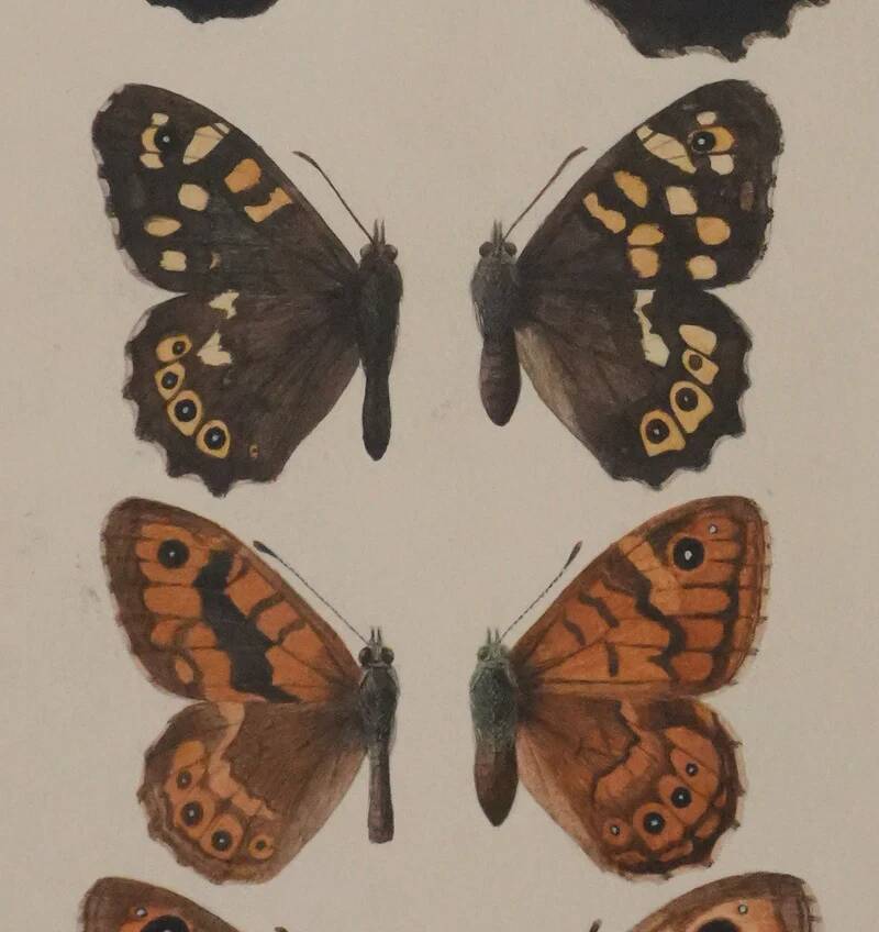 Small brown and orange butterflies, original signed watercolour, Roger METAYE.