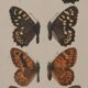 Small brown and orange butterflies, original signed watercolour, Roger METAYE.
