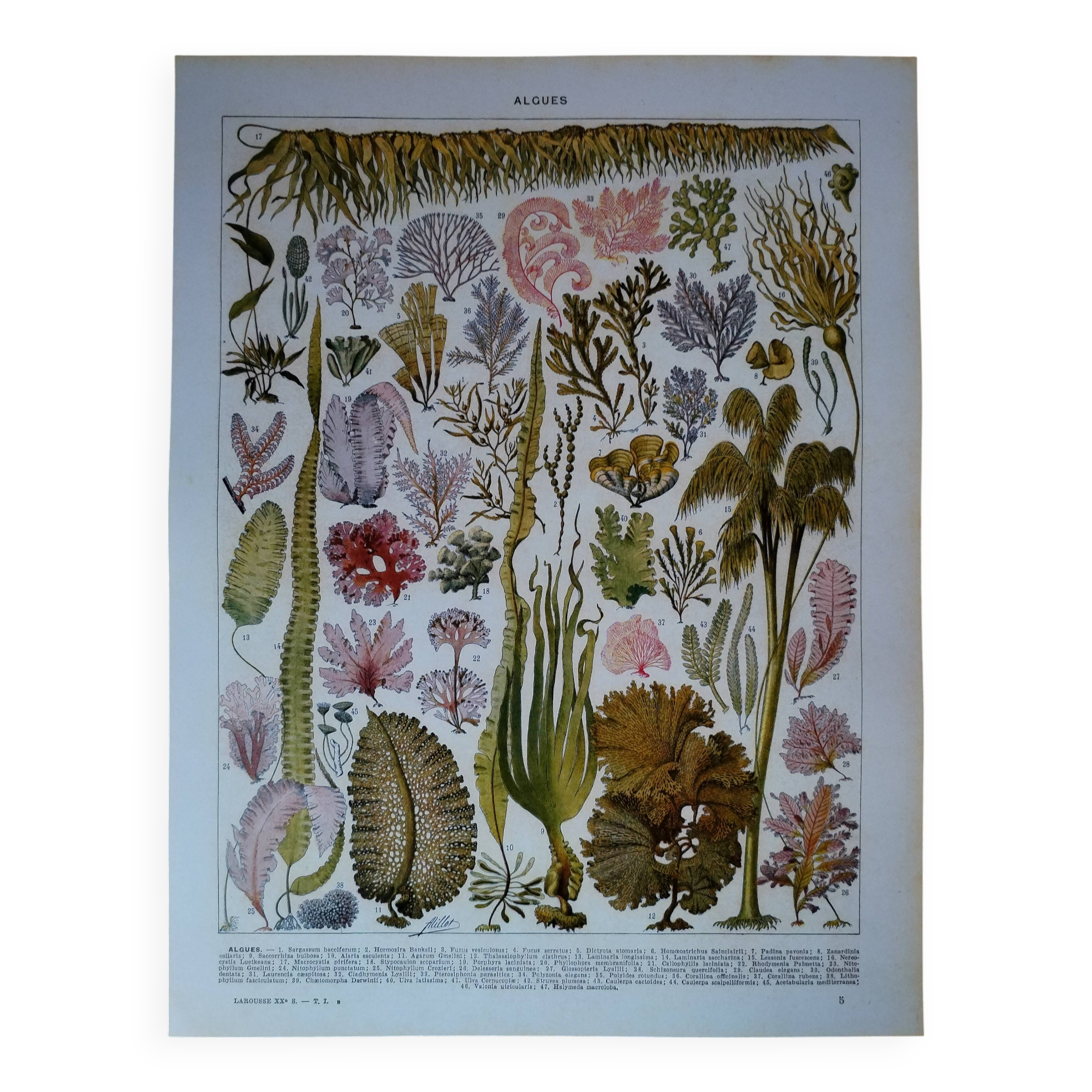 Original lithograph on algae