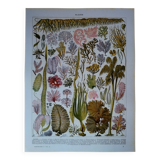Original lithograph on algae