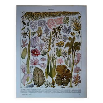 Original lithograph on algae