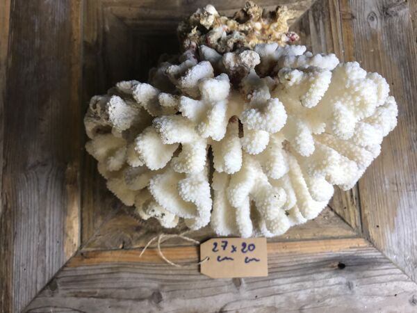 Corail cluster