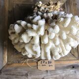 Coral cluster